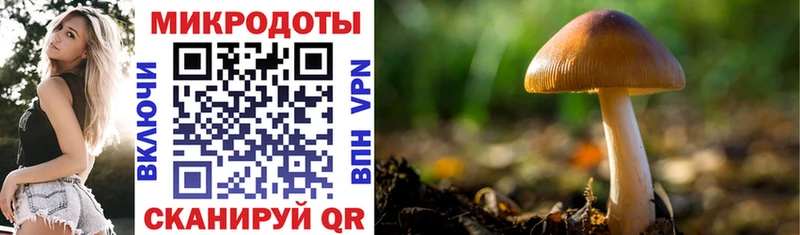 блэк спрут   Бабушкин  Псилоцибиновые грибы Psilocybe 